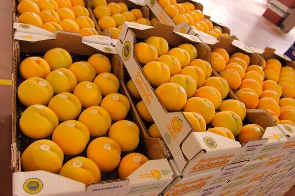 aragonalimentos's tweet photo. Se espera una buena cosecha #Melocotón de Calanda  ¡6 millones de kilos! http://t.co/wSwMtrOed6
