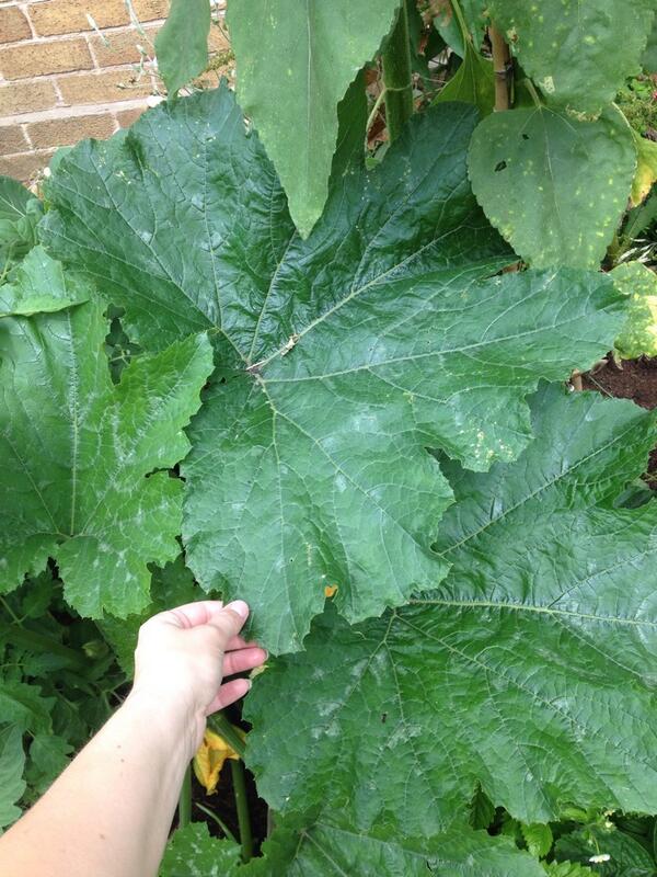 #growingveg #EYFS #earlyyears #preschool