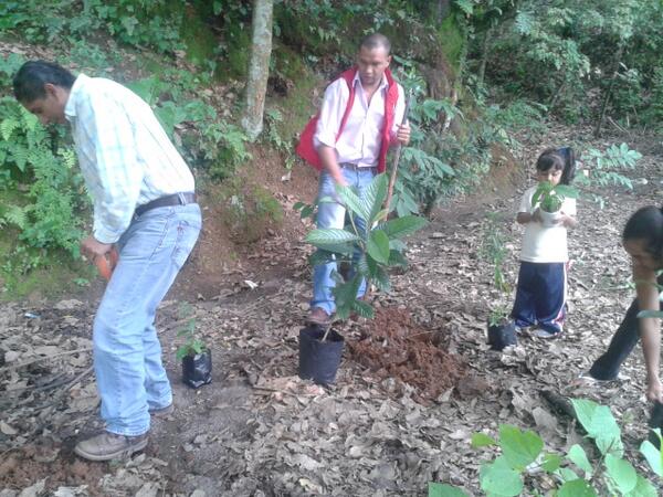 MTemascaltepec's tweet image. EL @MT_EdoMexico TEMASCALTEPEC PARTICIPANDO EN ESTE IMPORTANTE PROCESO DE CUIDAR EL MEDIO AMBIENTE, @ezarzosa_73