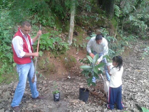 MTemascaltepec's tweet image. EL @MT_EdoMexico TEMASCALTEPEC PARTICIPANDO EN ESTE IMPORTANTE PROCESO DE CUIDAR EL MEDIO AMBIENTE, @ezarzosa_73