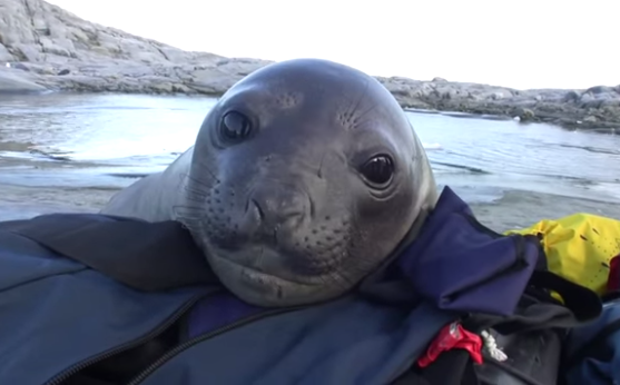 The Dodo On Twitter Grown Elephant Seals Can Be Fearsome But