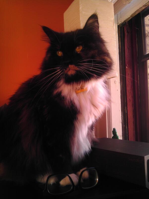 catsta_gram's tweet photo. Feeling the Breeze Cool Her Majestic Mane....Here's Luci #cat #catstagram http://t.co/Jz93BoQ52k