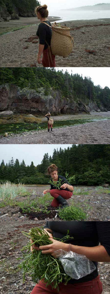Documenting Forager <a href="/JennaRozelle/">Jenna Rozelle</a> collecting Sea Rocket off Northern Maine Coastline for V.3 bit.ly/vxDq1V