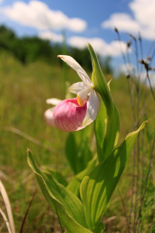 Avens3flowered tweet picture