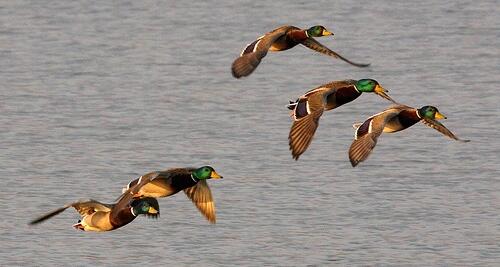 DisTewMuchYall's tweet photo. RETWEET if you are ready to see some of this.. #DuckDepression #KillinTime #FlightDayFreaks http://t.co/5o9ZVkTbJa
