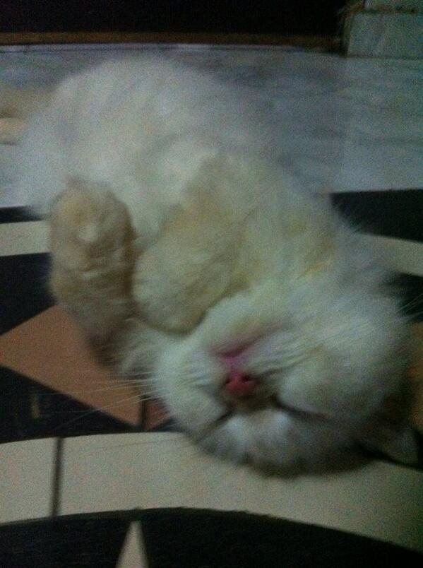 S_012_'s tweet image. Kesayangan aku😘😘 dari dia kecil sampai sekarang.. Ga tergantikan deh😘😘😘 @ForKucing