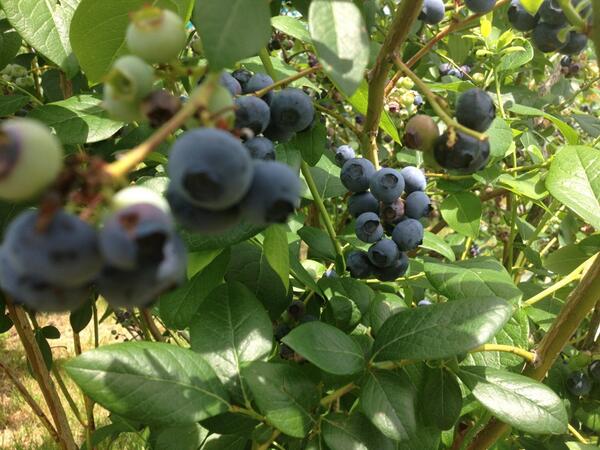 Carlson Orchards tweet media