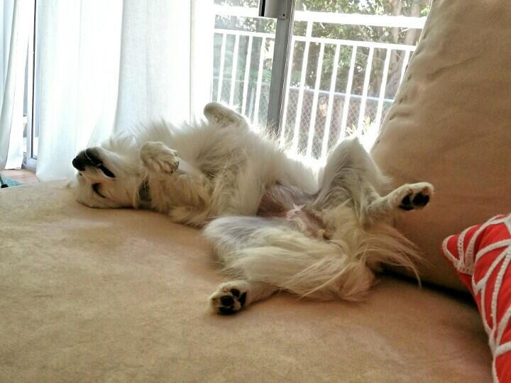 jacksfilms🌹 on Twitter: "There's no nice way to put this. Our dog