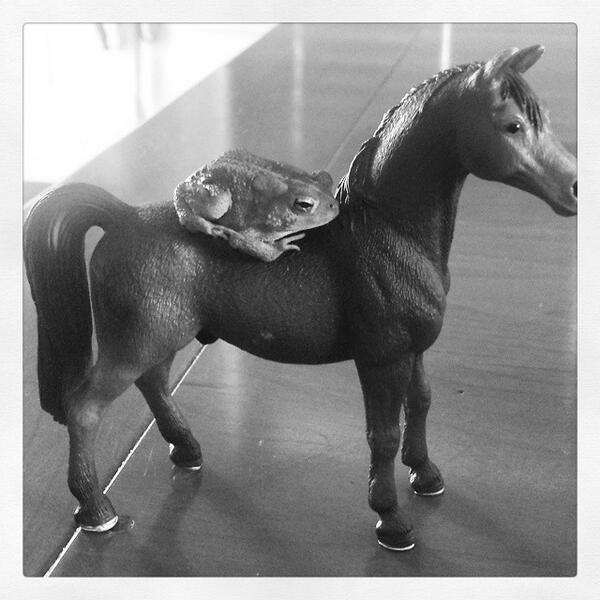SeeMomClick's tweet image. &quot;Mom, look at what Sour is doing now!  Horseback riding lessons! &quot; #poortoad #crazykids ... ift.tt/1sDwihn