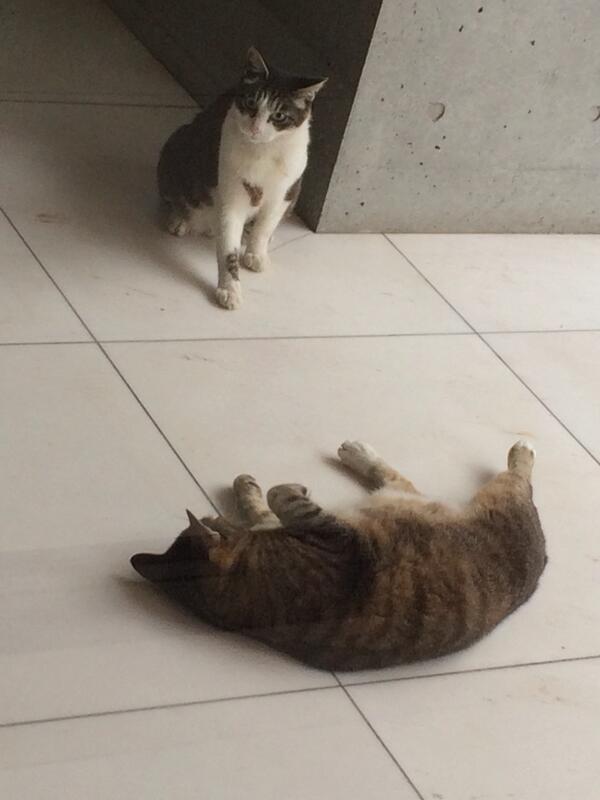 お、猫 