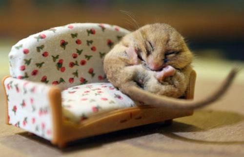 ImageFun99's tweet photo. A #Sleepy #Dormouse Curls Up on a #Sofa | http://t.co/jJ0O0UItyq | http://t.co/r8y7EH0oe5