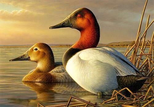 SDG_Calls's tweet photo. RT if you will be purchasing one this year! #DuckStamp http://t.co/h2KfcaNvRn
