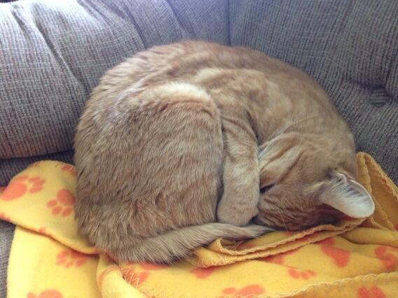 AndreaSietsema's tweet image. Tiger is sleepy.