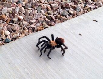 Found this huge tarantula headed towards my house... seeking shelter from the storm that's rolling in<a href="/tag/monsoon"class="tags"><span>#monsoon</span></a>