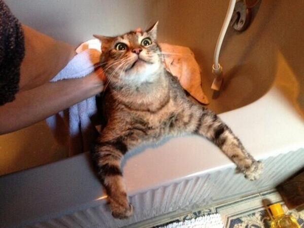 Кот на веревке. Кот отомстил. Кошка сохла сохла сохла. У кота опухли задние лапы. Помытый кот смешной.