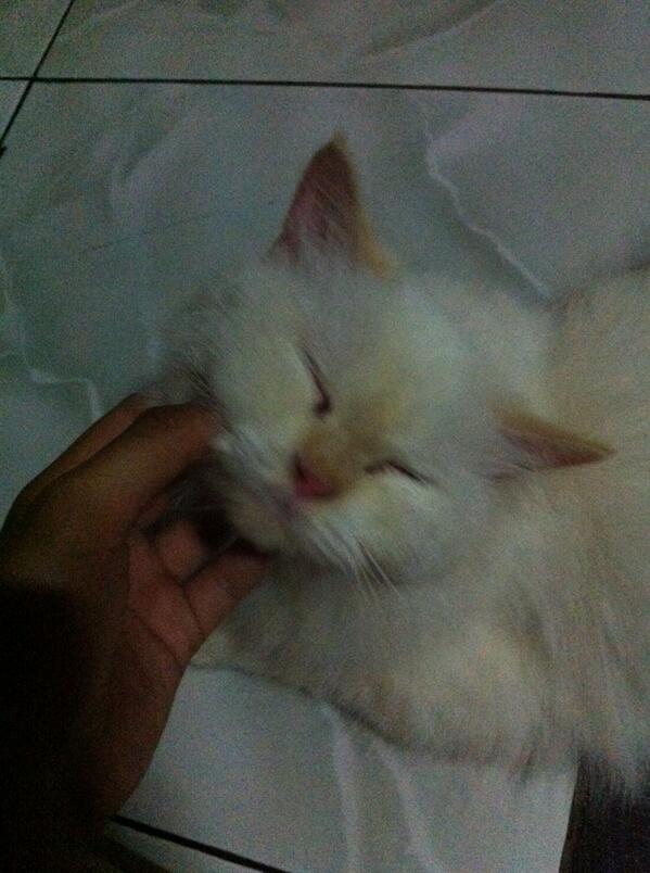 S_012_'s tweet image. Manjanya itu selalu bikin kangen😍😘😘 @ForKucing