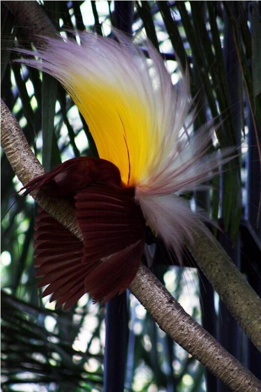 LesToitsDeBali's tweet photo. Cendrawasih from the East of Indonesia, Papua. #lestoitsdebali #balivillarentals #locationvillabali http://t.co/7xYD5oS7Vx