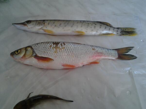 SpawnTW's tweet image. Для наших мест очень большая рыба!