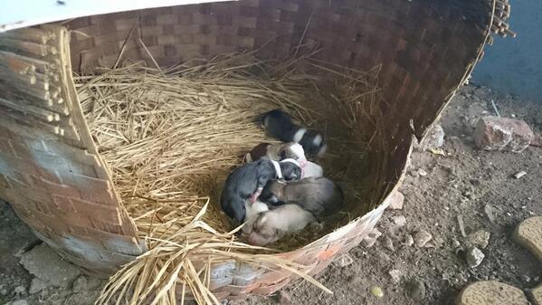 Embedded image permalink