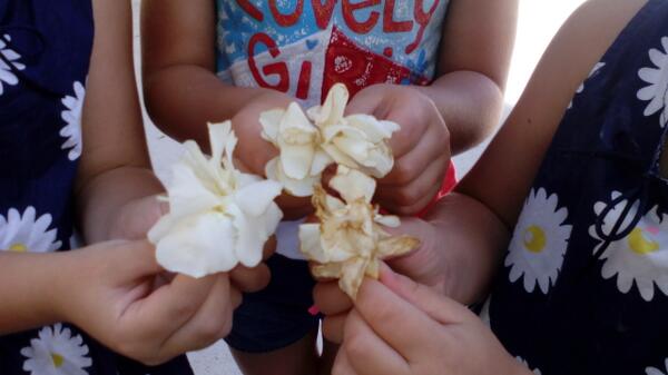 albajimenez90's tweet photo. En que trabajo te reciben con flores?  En el mio Siii. Feliz viernes http://t.co/k76b5blVQY