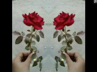 nessasajjoe's tweet photo. #ini bunga dari harvey :*:*:* http://t.co/X6J0jmhsYv