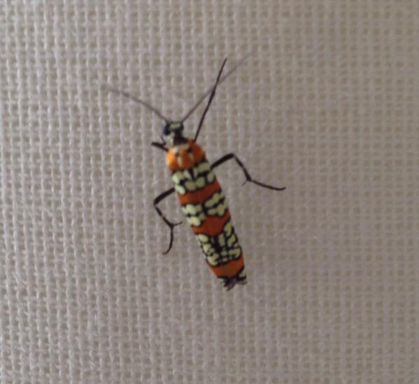 bug from our hotel room