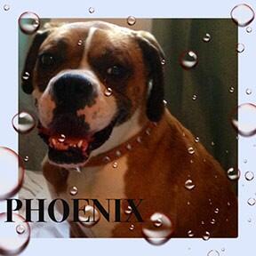 BoxerRescueMom's tweet photo. New #boxer foster joining our family today! My Cici is going to be one happy girl! http://t.co/k9MJHuOjmv