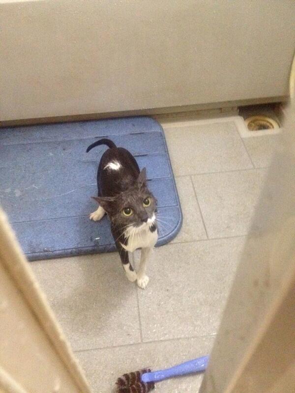 リツイートしてくれた方をフォローしますー＼(^o^)／