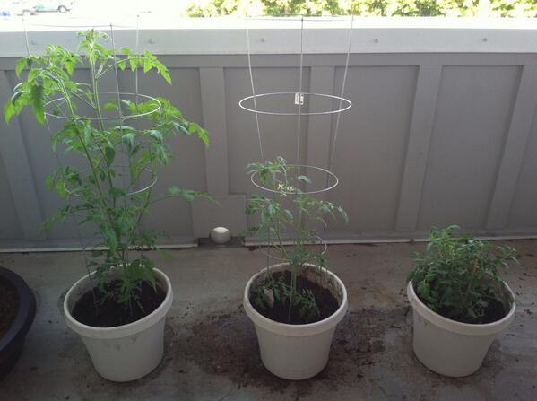 AzzarinneTweets's tweet image. Can you tell which was planted in @MiracleGro which in store-brand and which in a 1/2&amp;amp;1/2 mix? #notatrickquestion