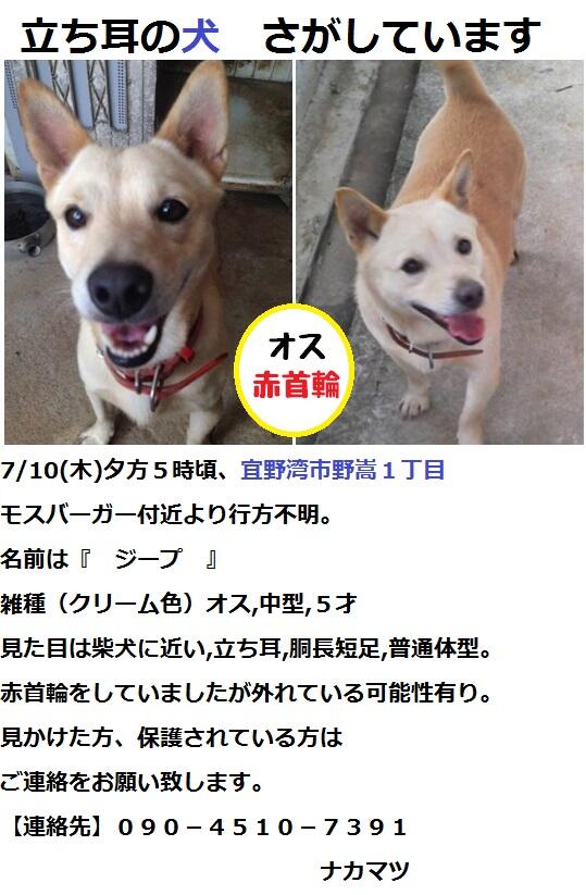 chuppybeam's tweet photo. 【#犬　捜索中　#沖縄　#迷い犬　#保護】
7/10　#宜野湾市　野嵩より行方不明
名前はジープ、雑種、オス、中型、５才
立ち耳,赤首輪
心当たりがある方、飼い主さんまでお願いしますhttp://t.co/gBqfQt9cRz  http://t.co/yIKHClQ097