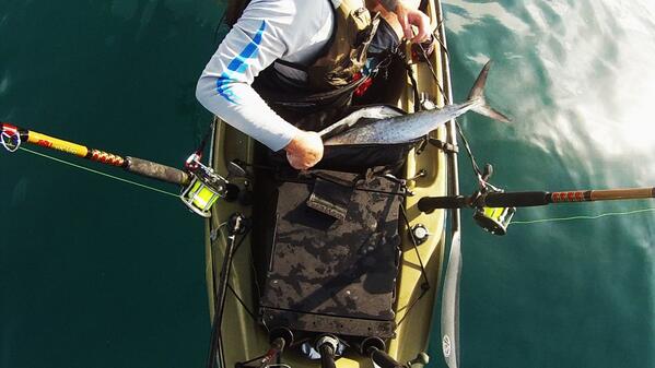 YakFishField's tweet image. Putting a small kingfish in my @BruteOutdoors SoftPak. Even with the tail sticking out it kept ice all day in 100 deg