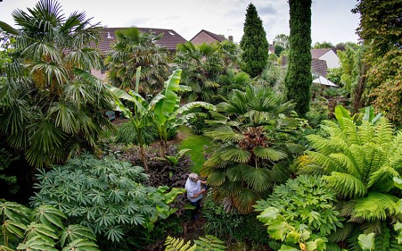 Telegraph's tweet image. Gardener spends 25 years creating the ultimate urban jungle in back yard fw.to/MkvhcXE  (Pic: SWNS)