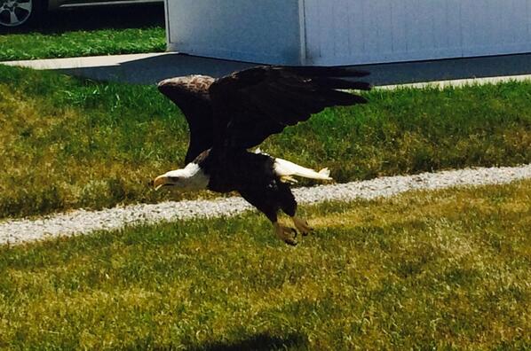 MidMichDevCo's tweet photo. We witnessed this rehabilitated bald eagle get released into the wild. Very cool experience. http://t.co/u7NKYkuHjA