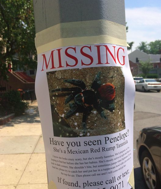 BuzzFeed's tweet image. NOPE. RT @Gothamist This pregnant tarantula is on the loose in Park Slope. gothamist.com/2014/07/11/pre…