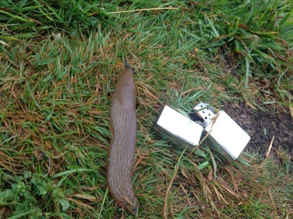 If these get any bigger then I'll have to start carrying a big stick