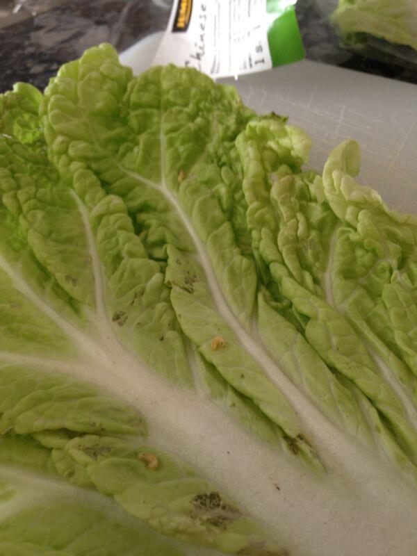 Hendrika25's tweet photo. Hallo @jumbo_sveen Levende maden in onze Chineze kool? Toch niet zo vers? #jumbo http://t.co/NTi9KkbZsI