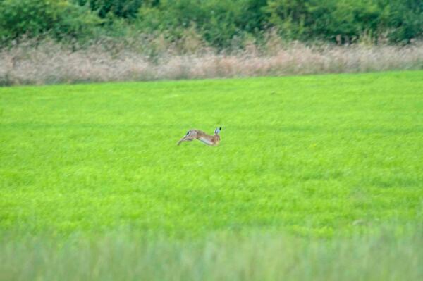 chrissperring's tweet photo. Someone else helped by margins. Once again thanks to the farmers and landowners in Somerset, For Barn Owls for all. http://t.co/Ir2GMi9hLW