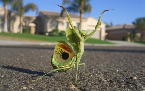 WikiMantis tweet picture