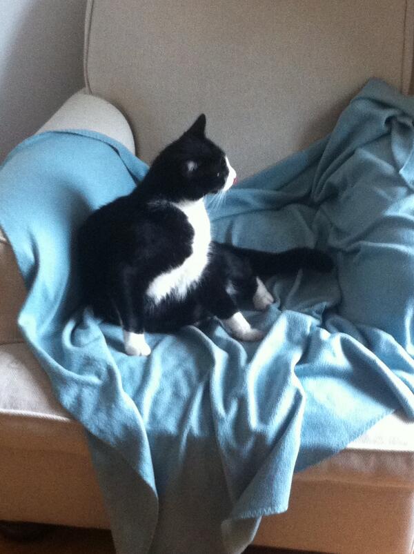 HoratioCat's tweet photo. I should teach a course on being majestic. http://t.co/cUGleztt3l