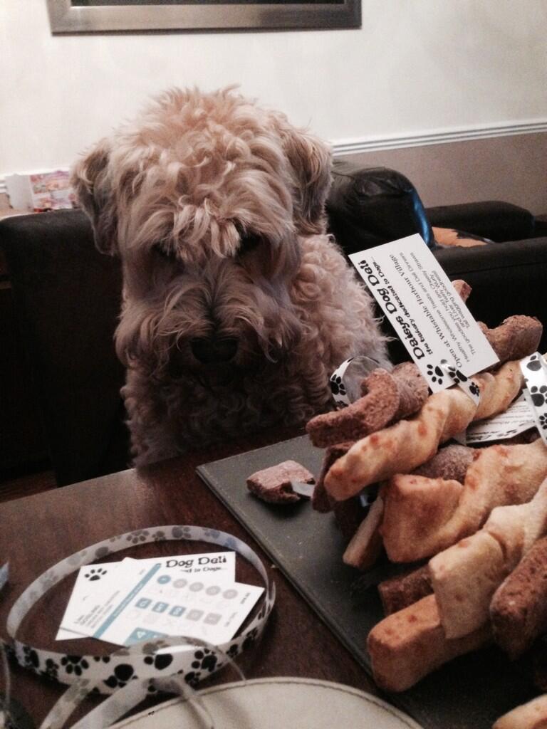 daisys dog empawrium