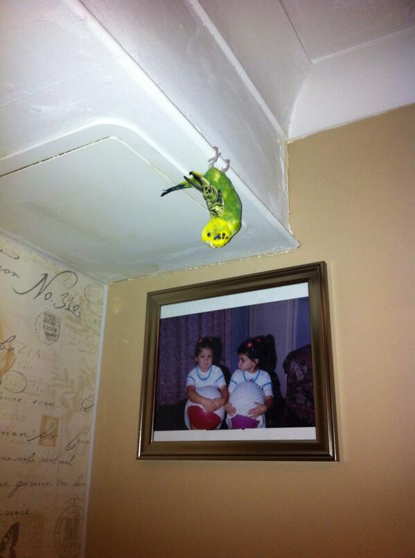 H123David's tweet image. I think my budgie has the wrong idea going on ..... stupid bird lol