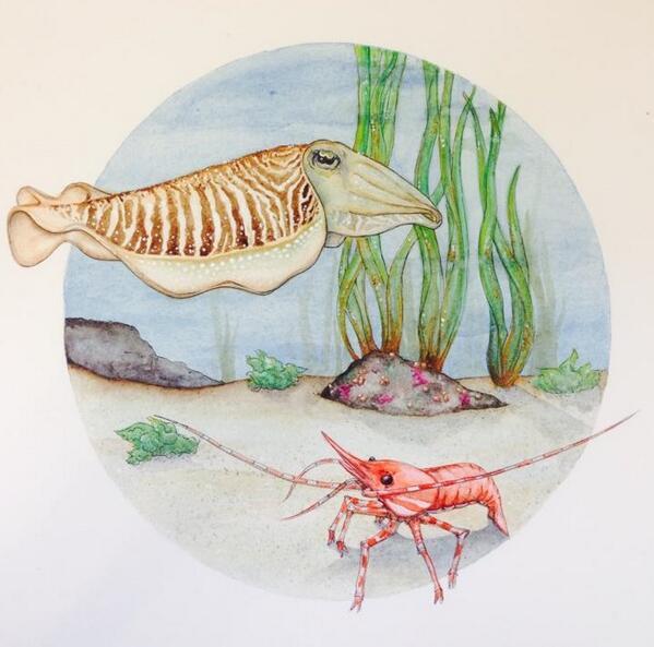 MontereyAq's tweet photo. Wow! Such creative ceph fans! #FanFriday MT @MasakoE2: @MontereyAq #MBAtentacles http://t.co/uBC8Ntzd2D