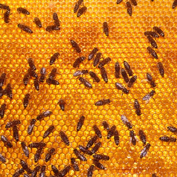 TEDTalks's tweet image. Why honeybees love hexagons: on.ted.com/j0KgL (via @TED_ED)