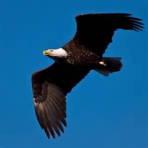 FirstCarbon's tweet photo. The Hunter and the Hunted: Lead Poisoning of Bald Eagles http://t.co/Ds7uzMrbGN #environment http://t.co/BJOM9w0ez6