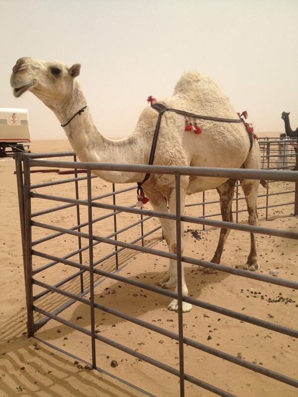 al__abl's tweet image. http://t.co/hdJVFLEgqK"لشيخ ذعار مرداس الرجباني”