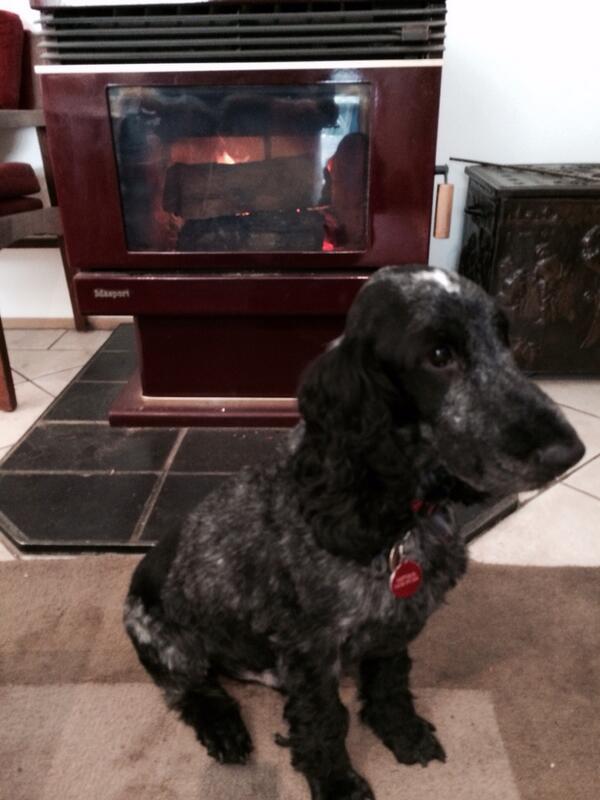 Might watch a bit of footy on the telly while I'm warming myself by the fire #ilmycockerspaniel