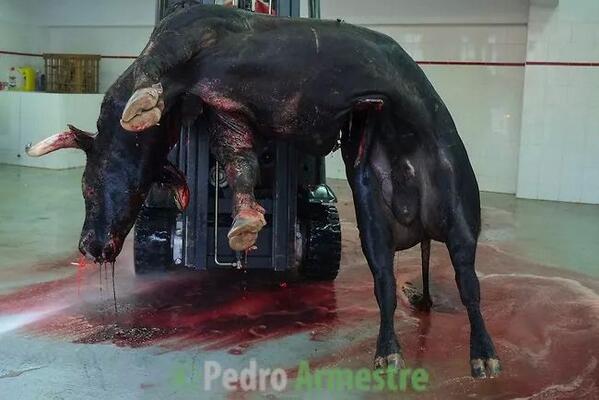 Defender_Animal's tweet image. Os parece bonito hacer esa crueldad para que la gente se "diviertan" y luego para esto? #SanFerminRTVE