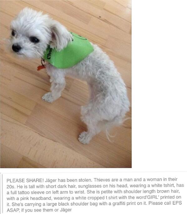 bigshowcanada's tweet photo. @BradKellyCTV help find jäger dog http://t.co/mhYoYg7Sil