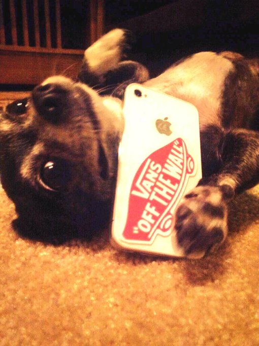My dog has the phone upside down.. No wonder she can't hear lol http://t.co/h0JpClelqO<a href="/tag/supremeteam"class="tags"><span>#supremeteam</span></a>