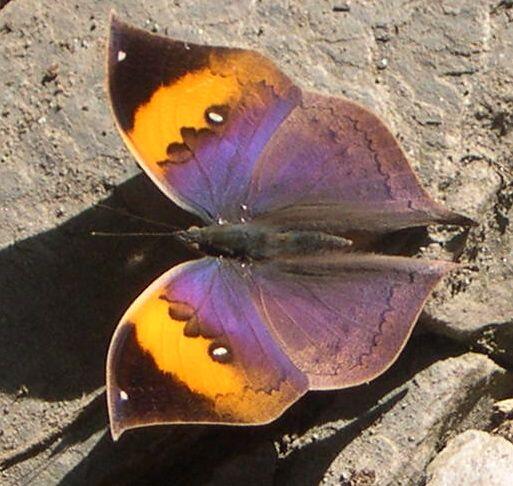 trekkingapps's tweet image. It's easy to be in awe of the large scale beauty whilst trekking EBC....but look out for the little things too!